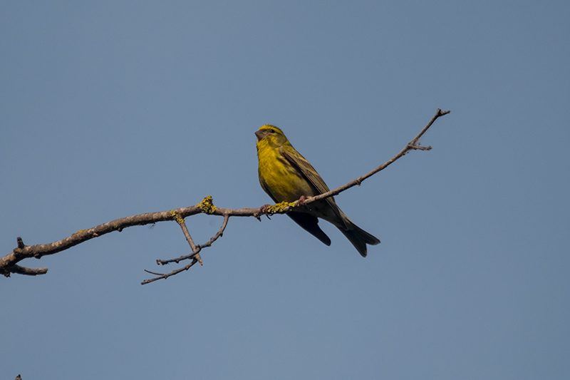 Gafarró ( Serinus serinus )