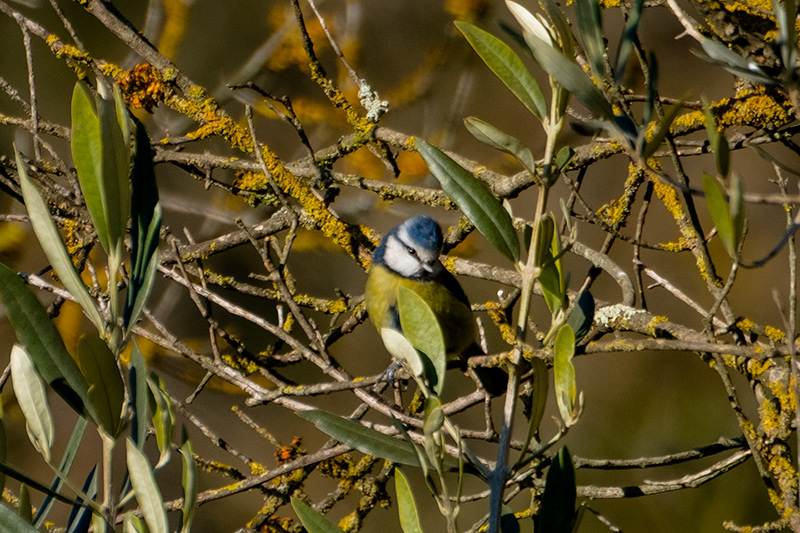 Mallerenga blava (Parus caeruleus)