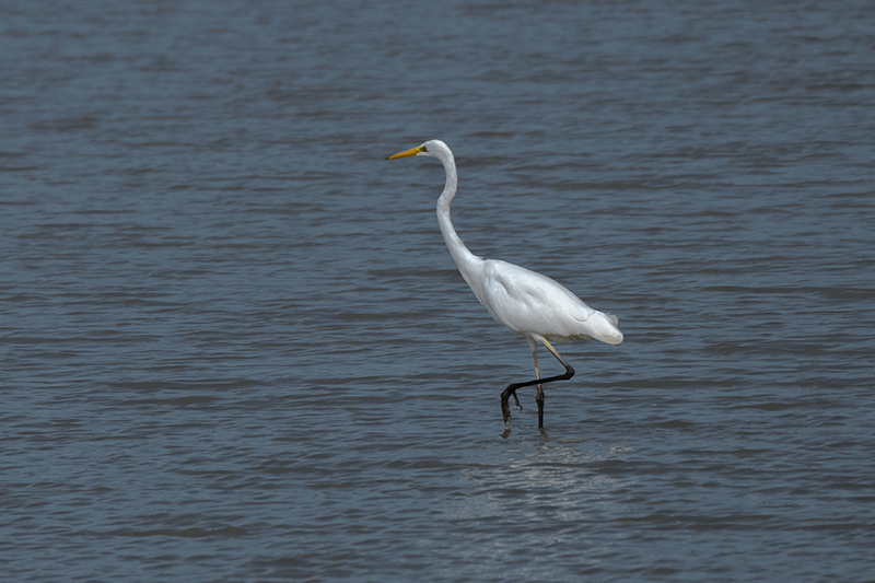 Agró blanc  Ardea alba