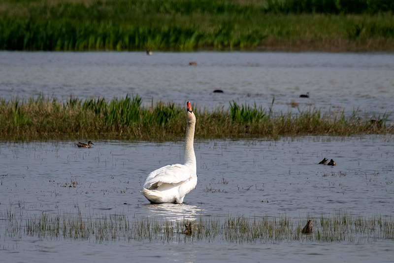 Cigne mut (Cygnus olor)