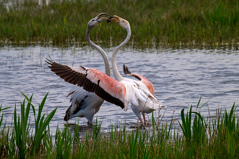 Flamenc (Phoenicopterus ruber)