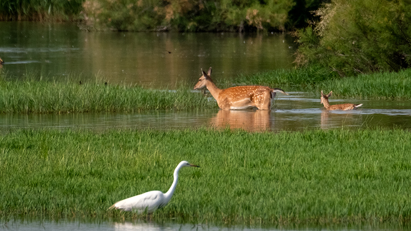 Agró blanc (Ardea alba) i Daina. (Dama dama)