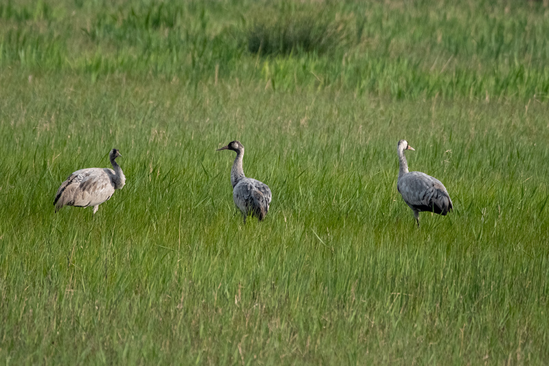 Grues (Grus grus)