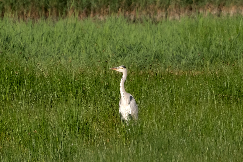 Bernat pescaire (Ardea cinerea)