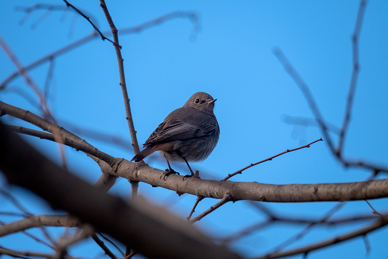 Cotxa fumada (Phoenicurus ochruros)