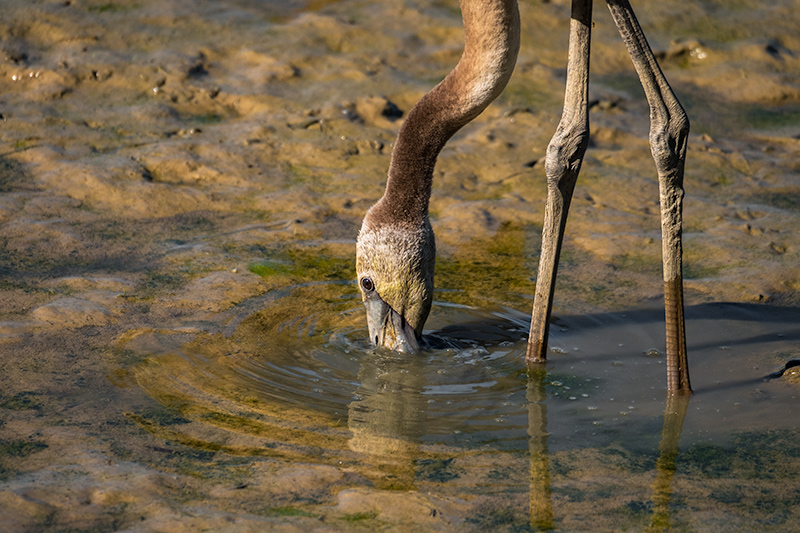 Flamenc jove (Phoenicopterus ruber)