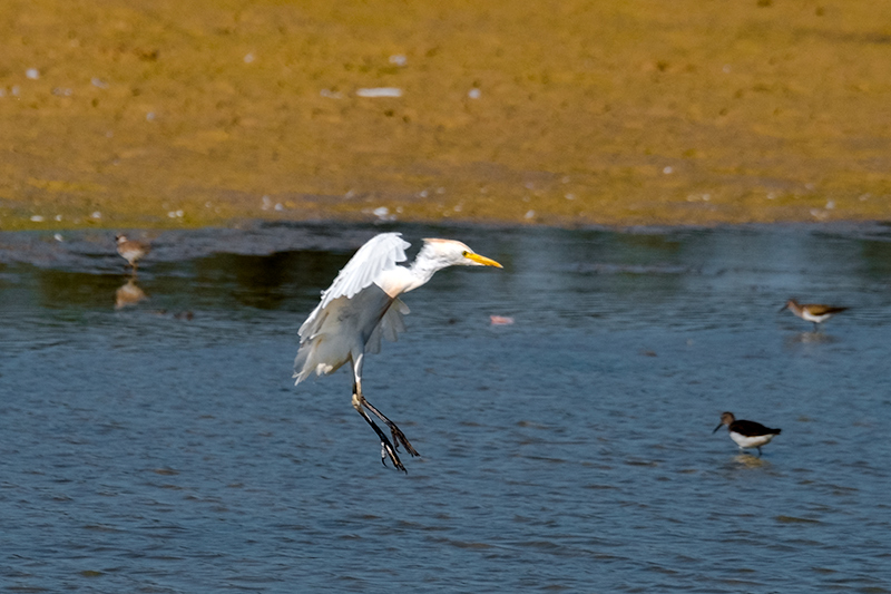 Esplugabous (Bubulcus ibis)