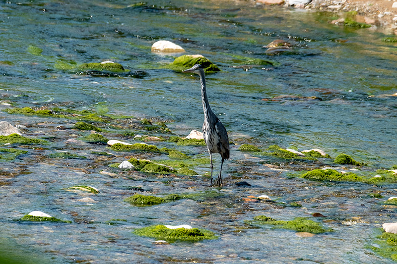 Bernat pescaire (Ardea cinerea)