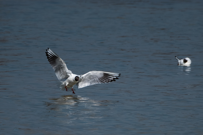 Gavina vulgar (Larus ridibundus)