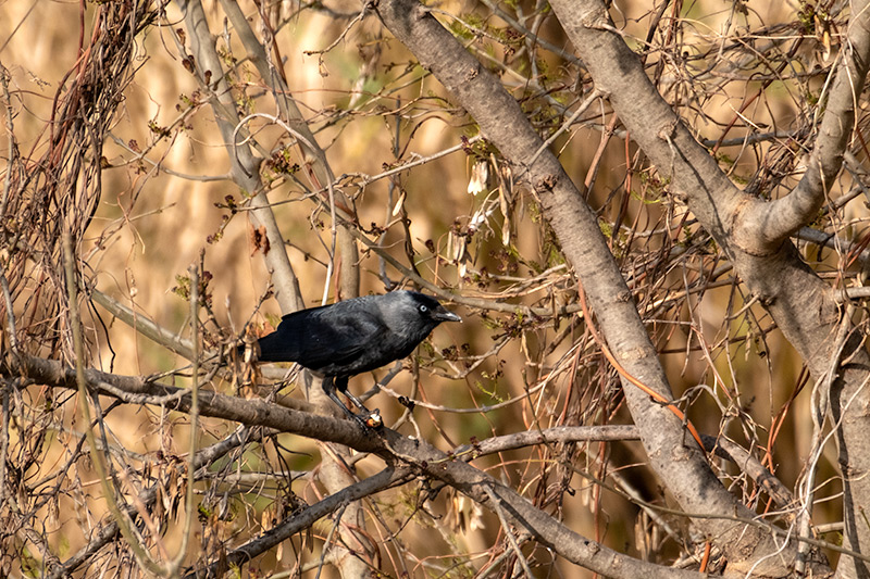 Gralla (Corvus monedula)