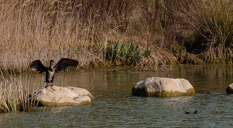 Corb marí (Phalacrocorax carbo) i Polla d'aigua (Gallinula chloropus)