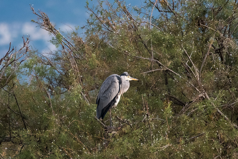 Bernat pescaire (Ardea cinerea)