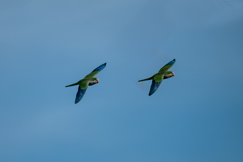 Cotorra Argentina (Myiopsitta monachus)