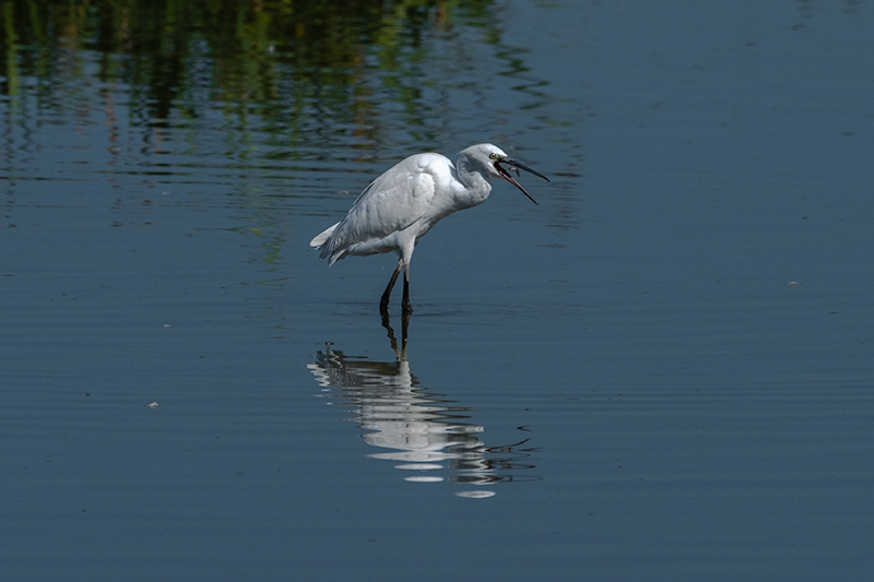 Martinet blanc (Egretta garzetta)