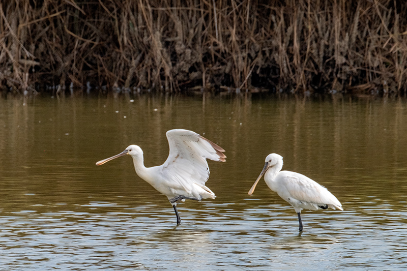 Bec Planer (Platalea leucorodia)