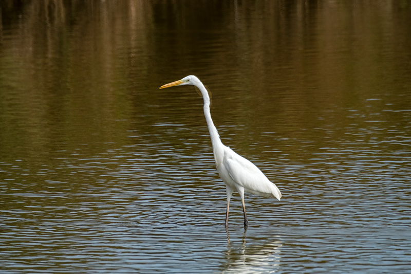 Agró blanc (Ardea alba)