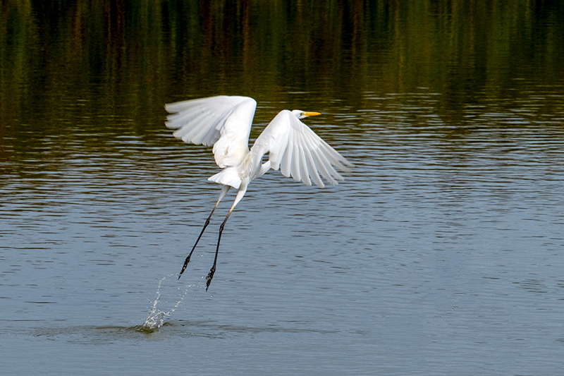 Agró blanc (Ardea alba)