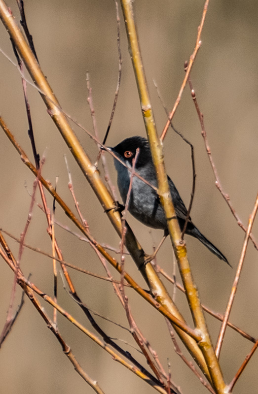 Tallarol capnegre (Sylvia melanocephala).