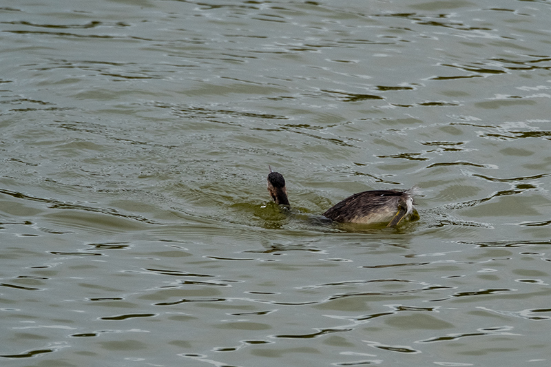 Cabussó emplomallat (Podiceps cristatus)