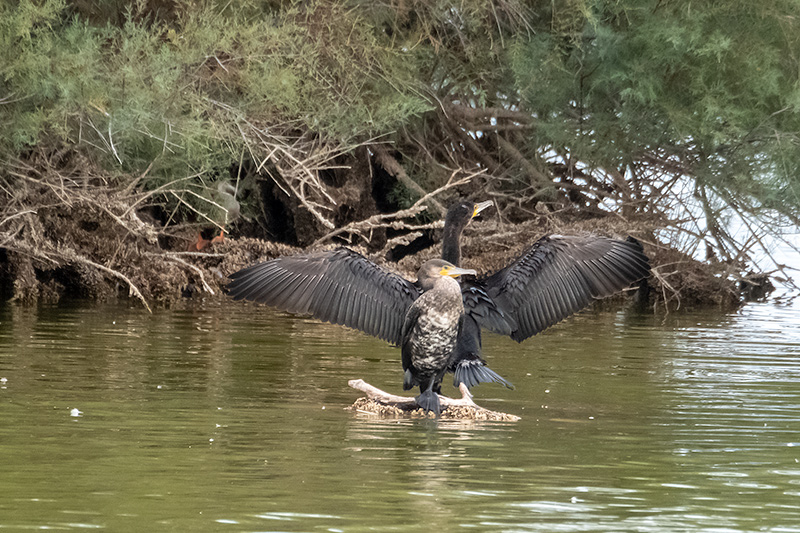 Corb marí (Phalacrocorax carbo)