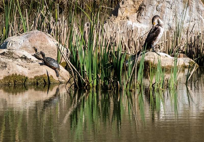 Corb marí (Phalacrocorax carbo)