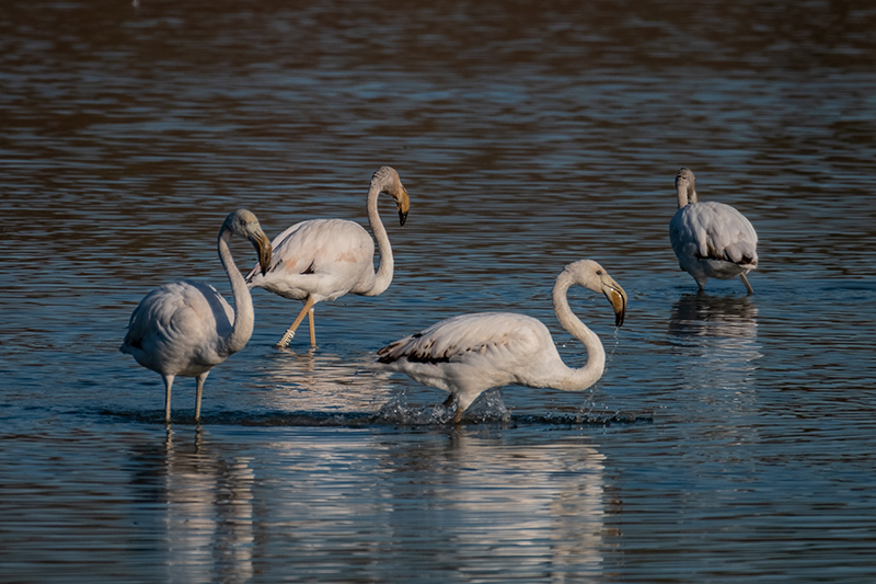 Flamenc (Phoenicopterus ruber)