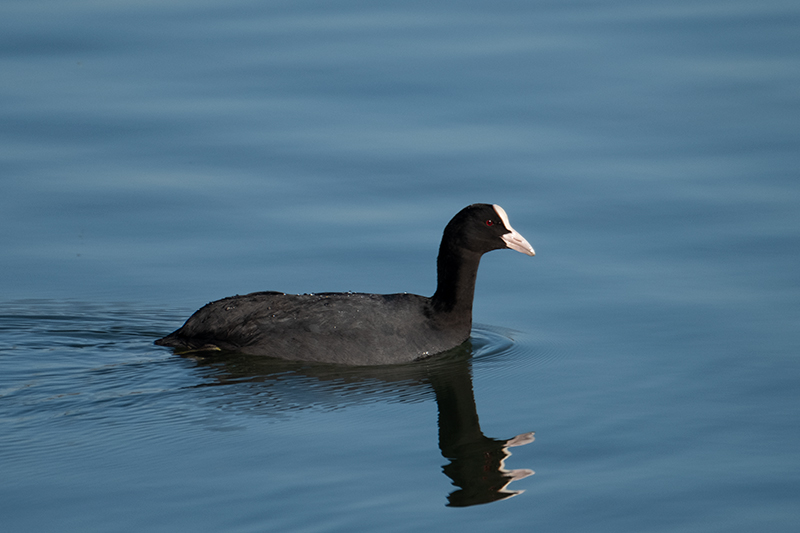 Fotja (Fulica atra)