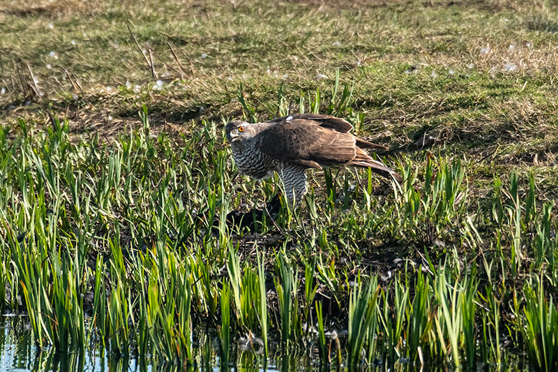 Astor (Accipiter gentilis)