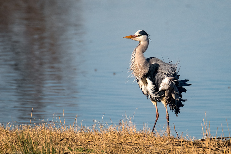 Bernat pescaire (Ardea cinerea)