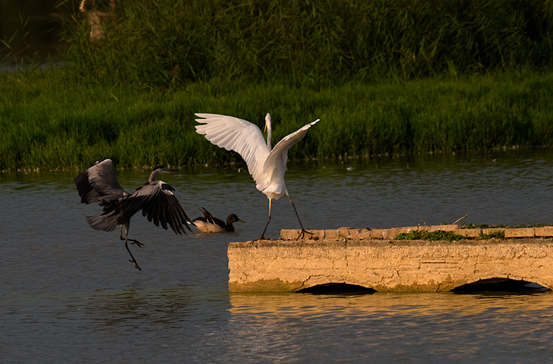 Agró blanc ( Ardea alba  Bernat pescaire ( Ardea cinerea )