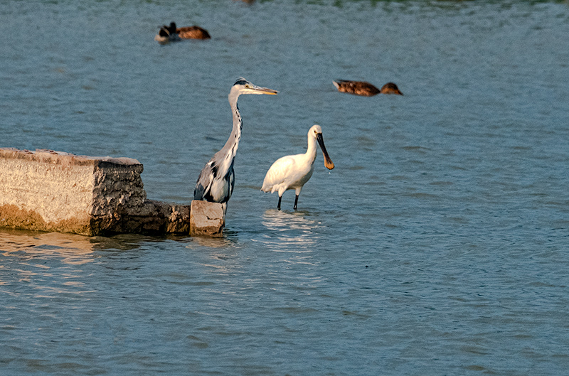 Bec planer ( Platalea leucorodia ) Bernat pescaire (Ardea cinerea)