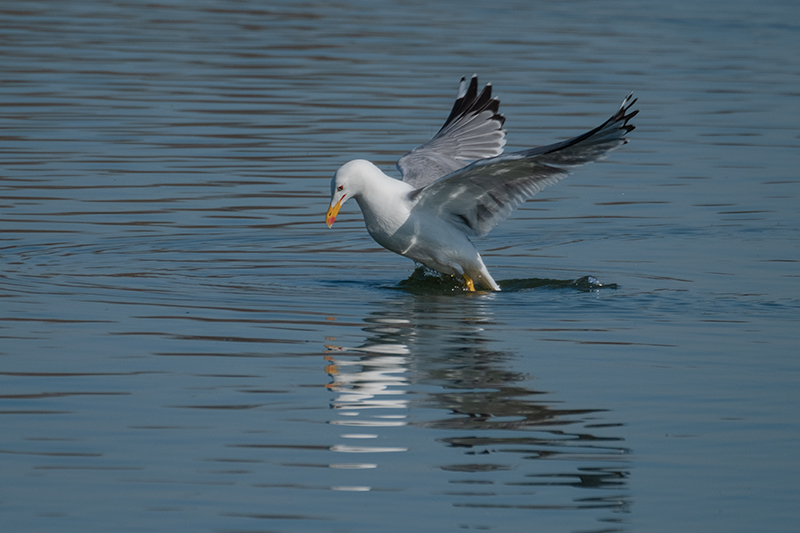 Gavià argentat (Larus michahellis)