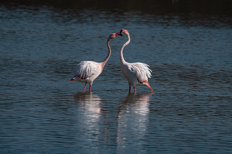 Flamenc (Phoenicopterus ruber)