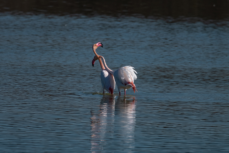 Flamenc (Phoenicopterus ruber)