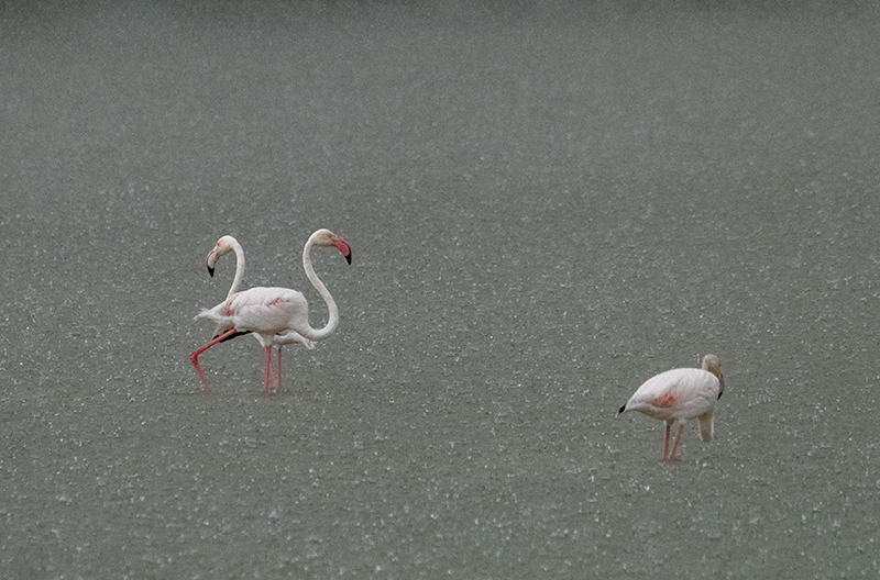 Flamenc (Phoenicopterus ruber)