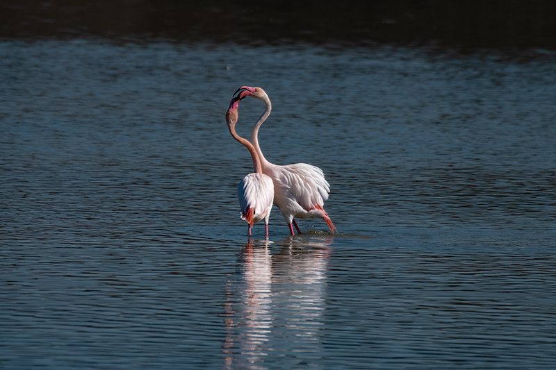 Flamenc (Phoenicopterus ruber)