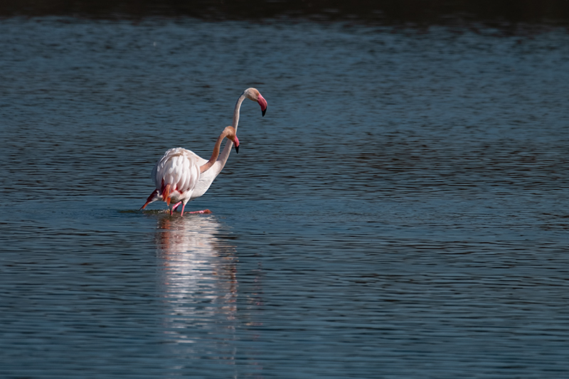 Flamenc (Phoenicopterus ruber)