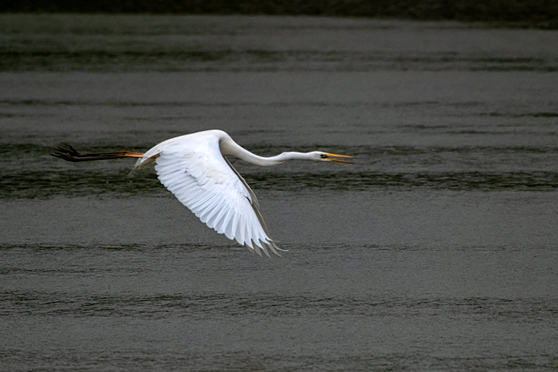 Agró blanc ( Ardea alba )