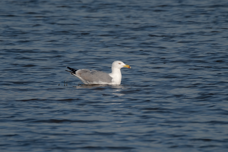 Gavià fosc ( Larus fuscus )