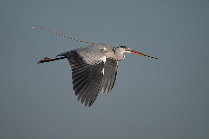 Bernat pescaire (Ardea cinerea)