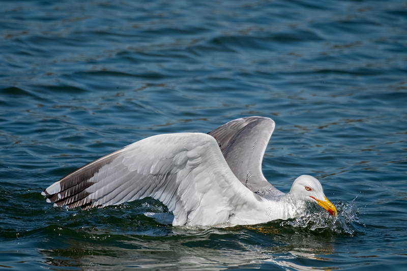 Gavià argentat (Larus michahellis)