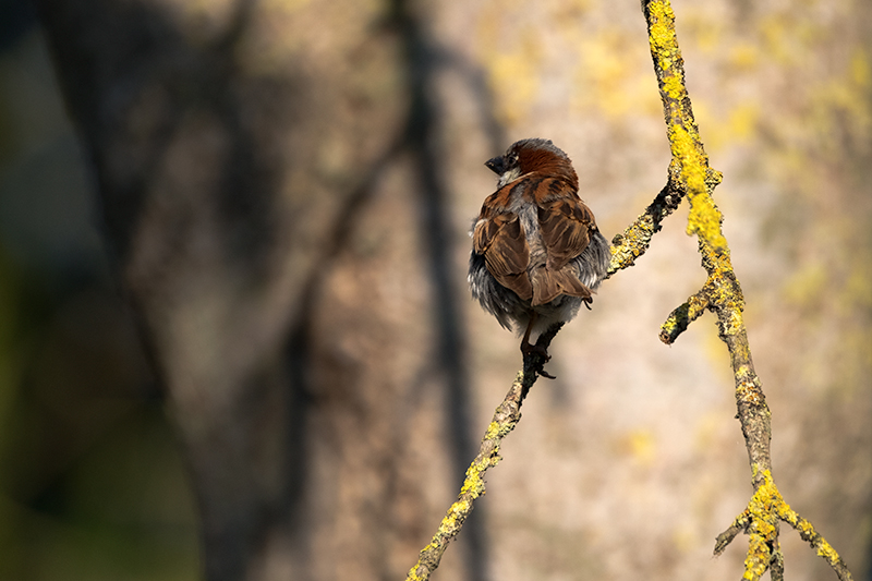 Pardal comú (Passer domesticus)