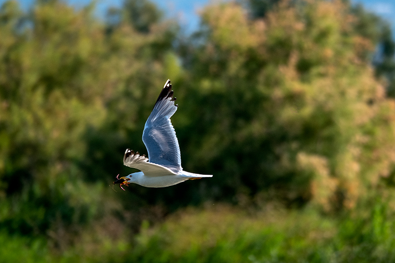 Gavià argentat (Larus michahellis)