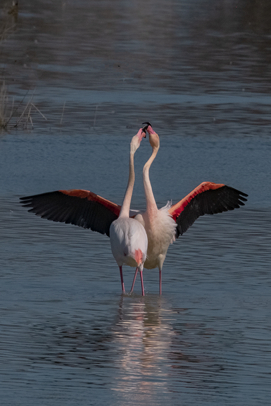 Flamenc (Phoenicopterus ruber)