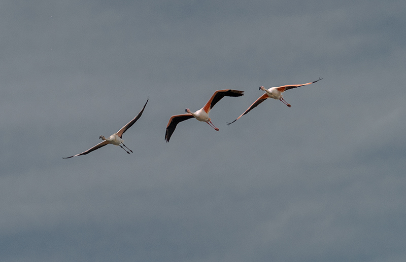 Flamenc (Phoenicopterus ruber)