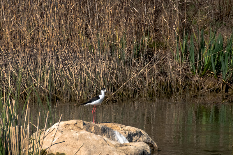 Cames llargues (Himantopus himantopus)