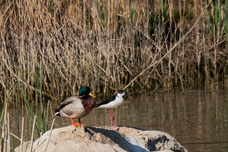 Cames llargues (Himantopus himantopus)