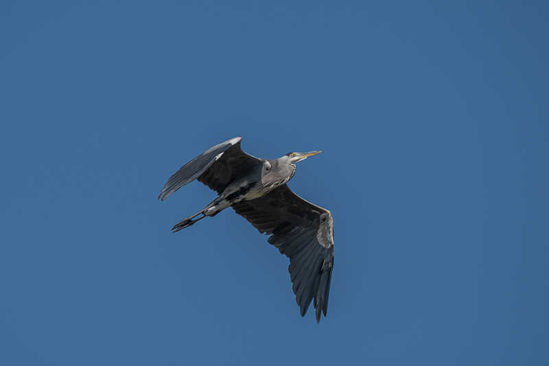 Bernat pescaire (Ardea cinerea)