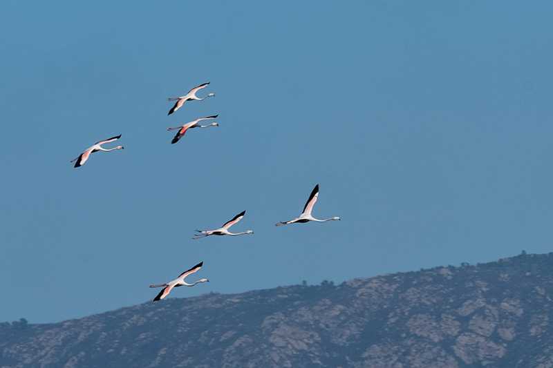 Flamencs (Phoenicopterus ruber)