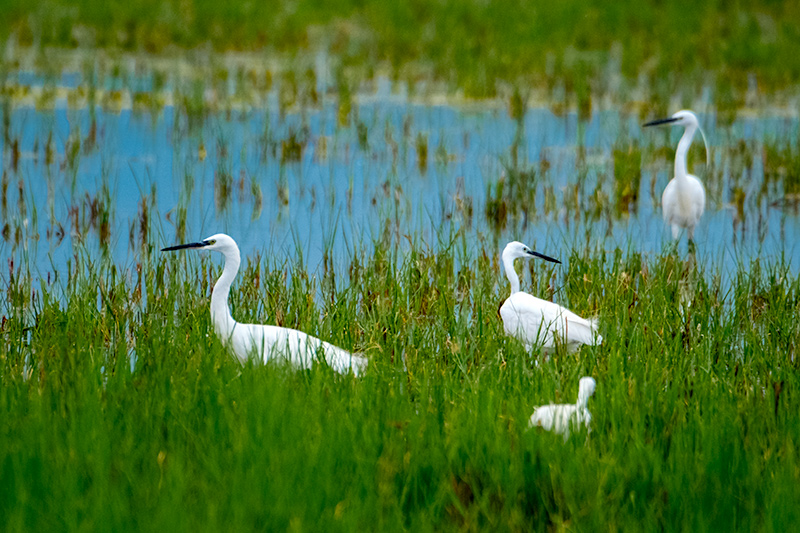 Martinet blanc (Egretta garzetta)